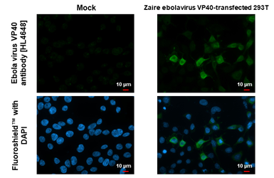Anti-Ebola virus VP40 antibody [HL4648] used in Immunocytochemistry/ Immunofluorescence (ICC/IF). GTX644521